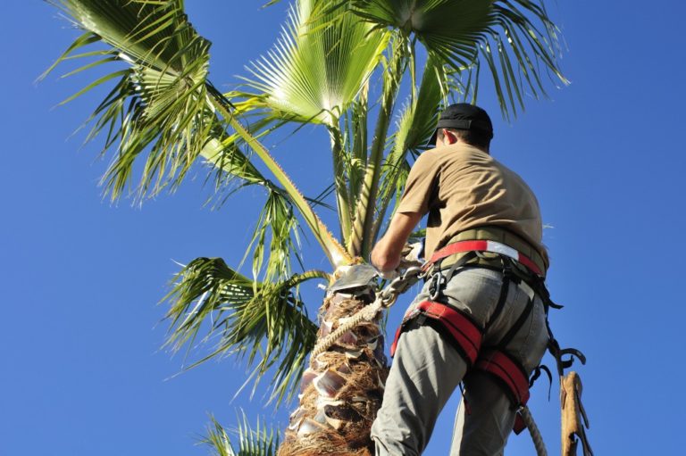 Man cutting palm tree fronds