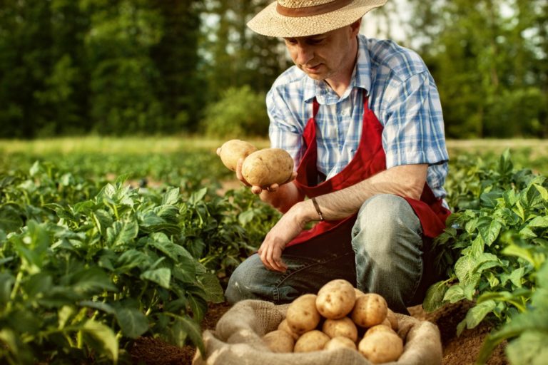 Man harvesting potatoes