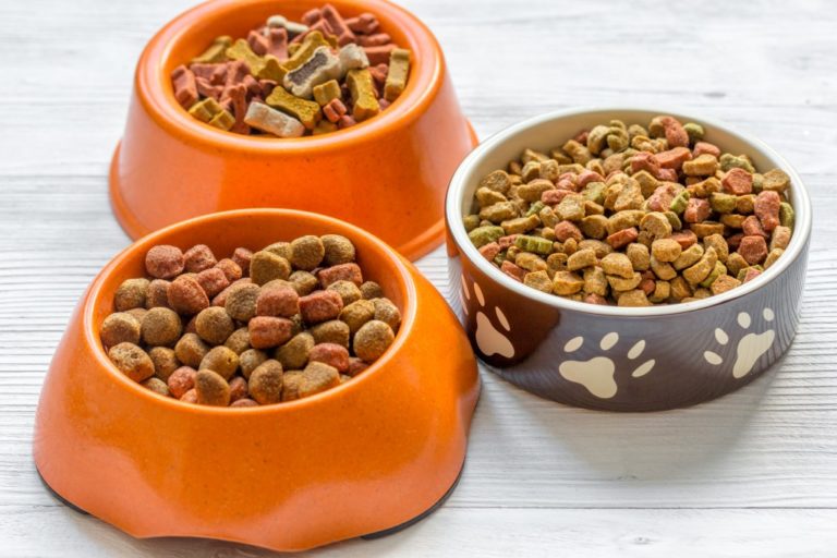 Dog food in different types of bowl
