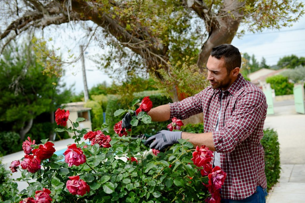 Gardener taking care of the flowers