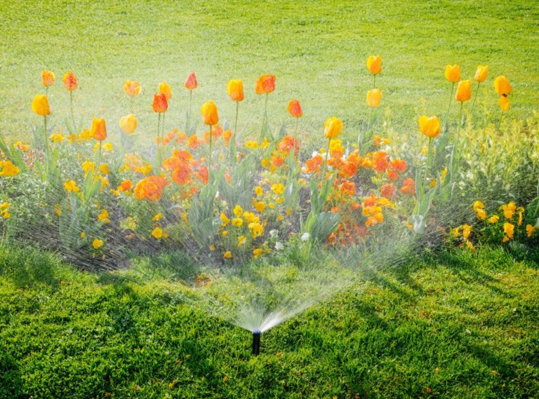 water sprinkler spraying plants