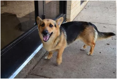 german shepherd with small dogs