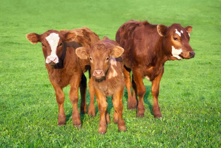 cattle on cattle yard