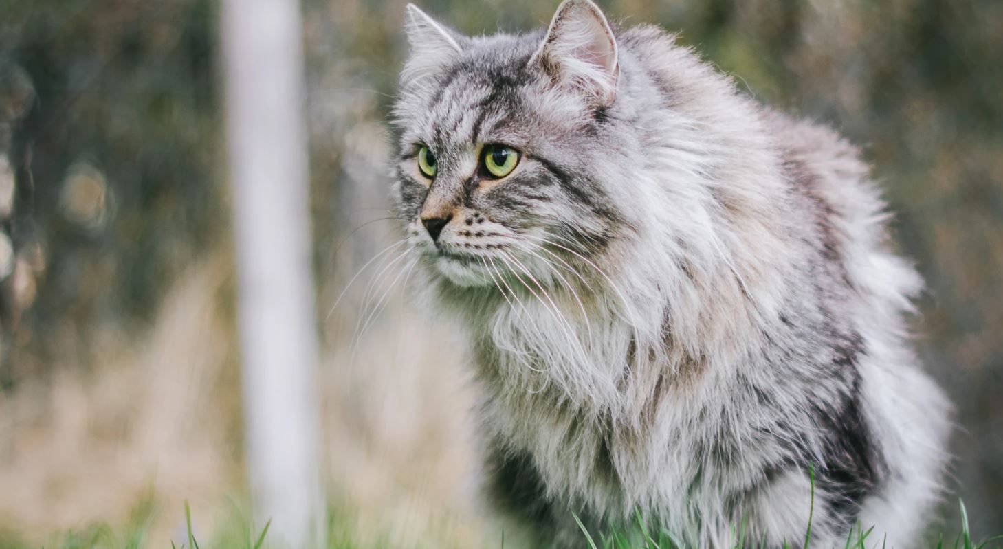 siberian cat