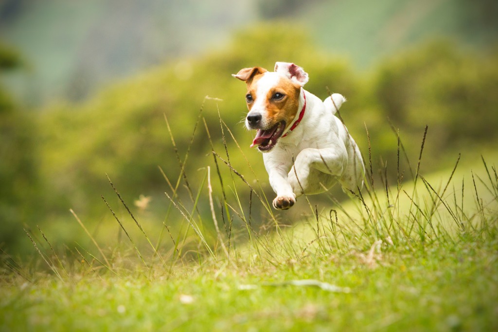 Dog running in the field