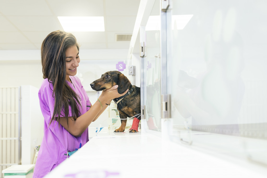 dog in the veterinary clinic