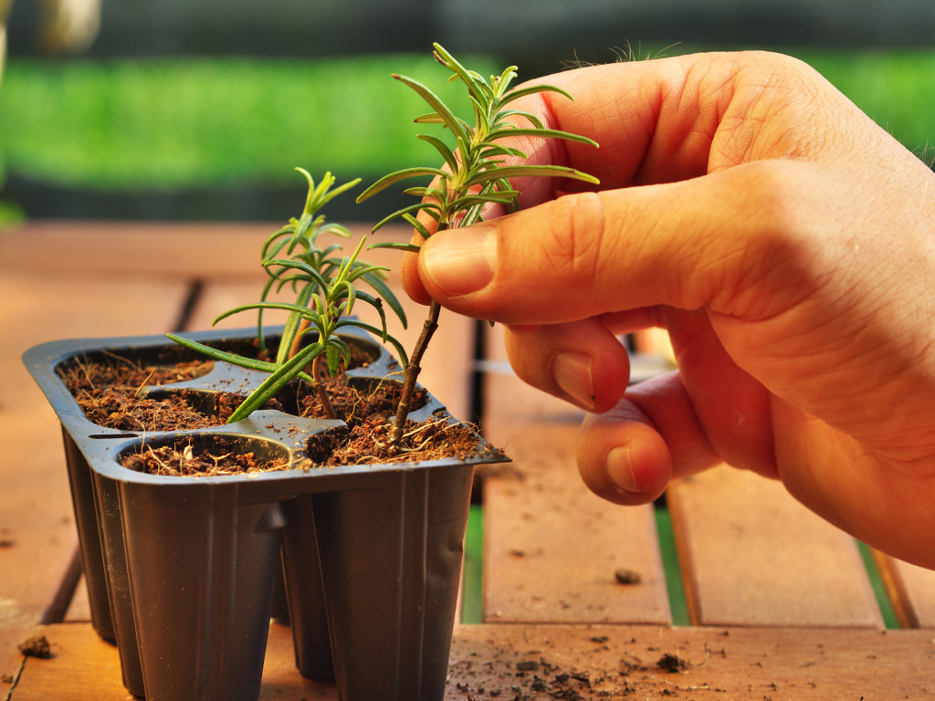 person picking herbs