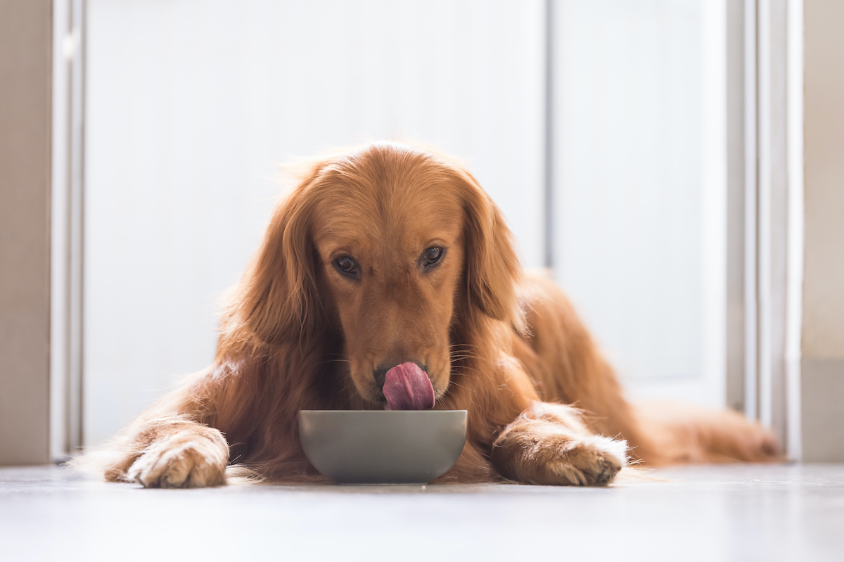 dog eating from a food bowl