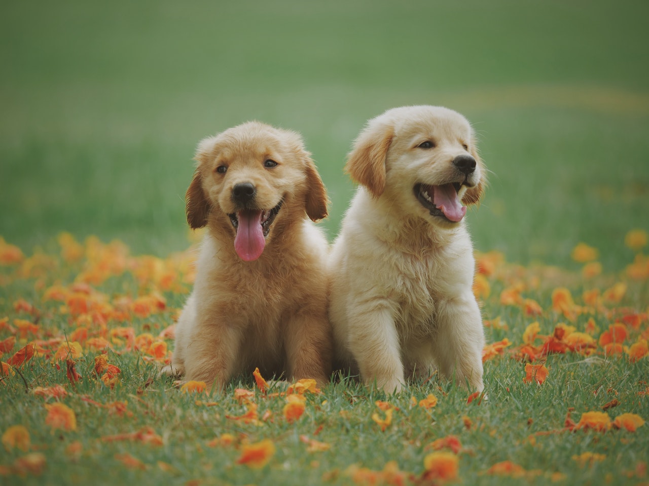 two puppies on the grass