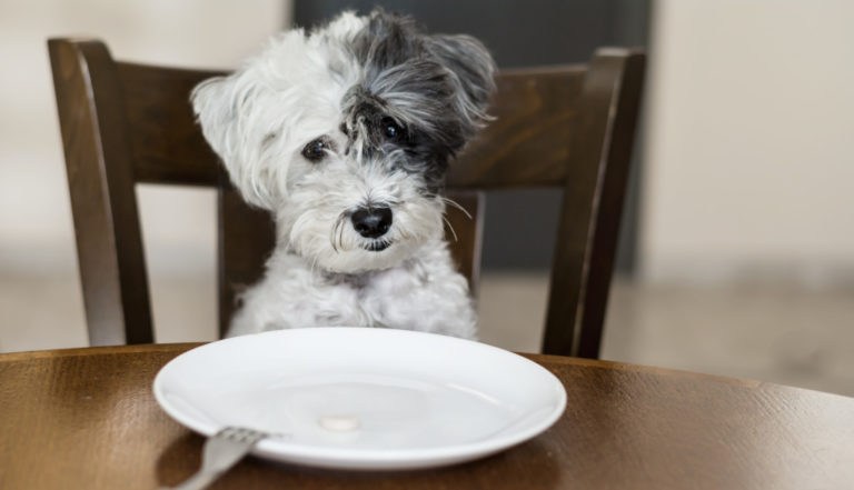 puppy with a plate