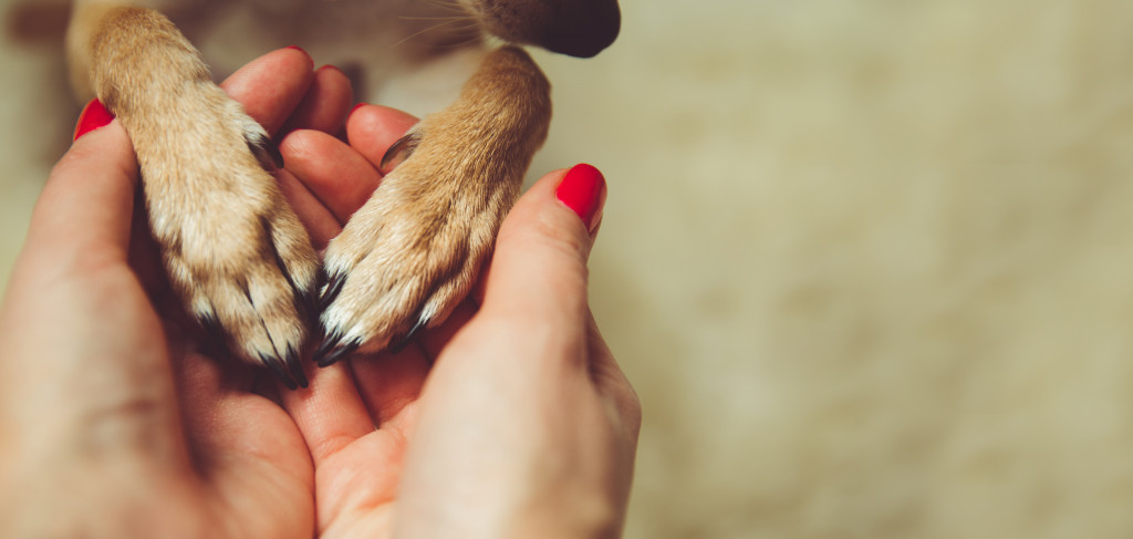 holding dog's paws