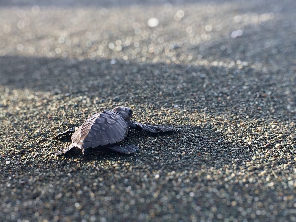 baby turtle by the beach