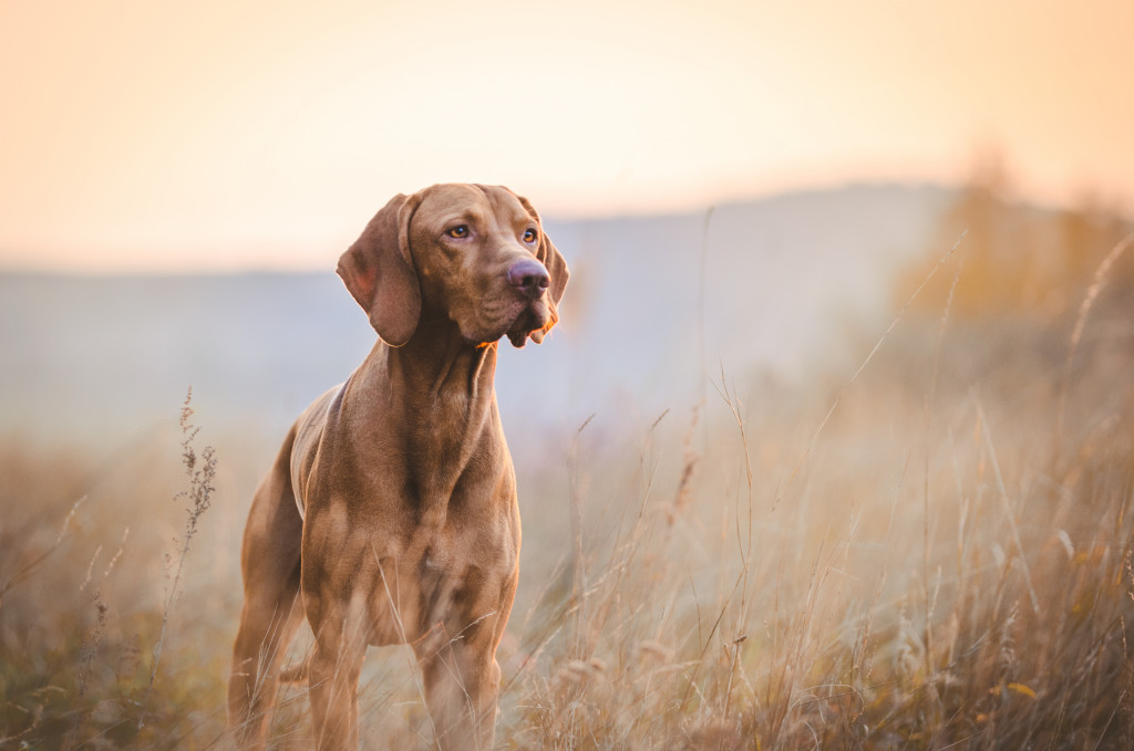 Dog in a field