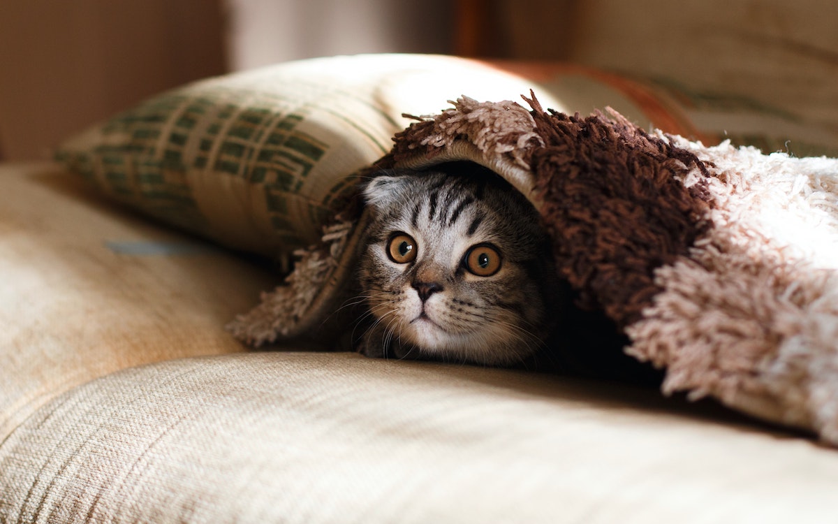 cat hiding under the rug