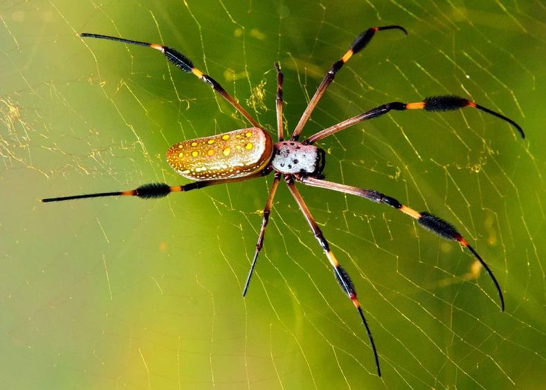 banana spider