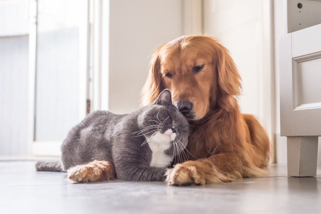 A cat cuddling with a dog