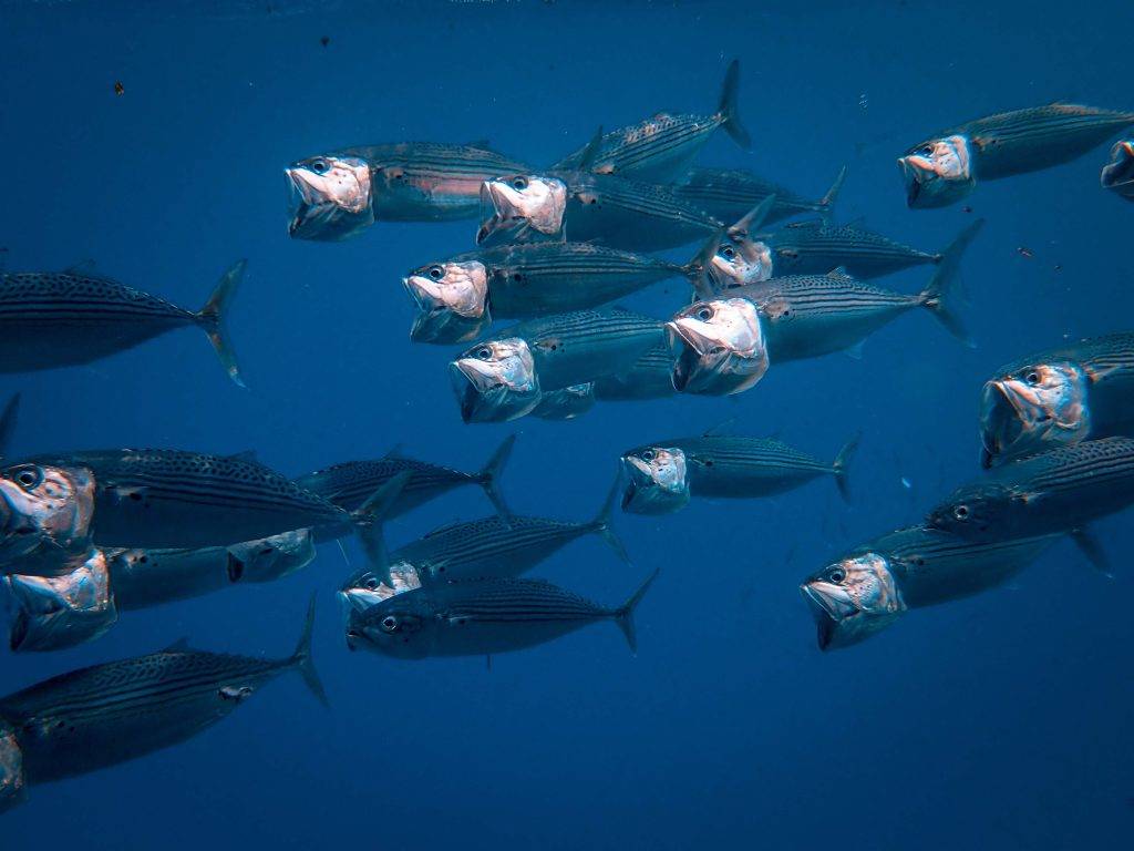 Group of fishes under the ocean