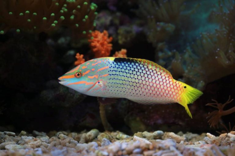 A fish with colors on its body