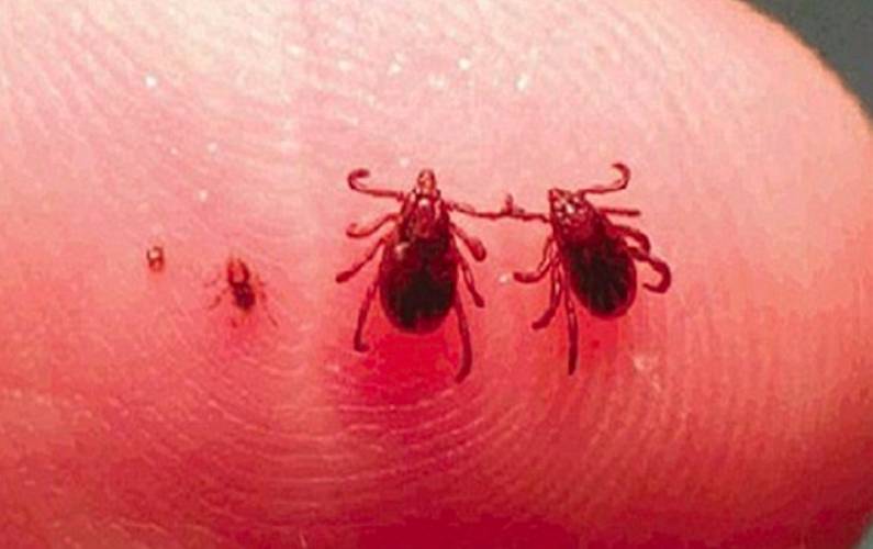 Diseases from ticks