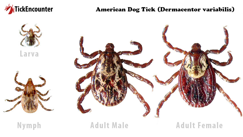 photo of american dog tick