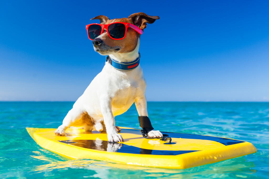 dog riding a small surf board