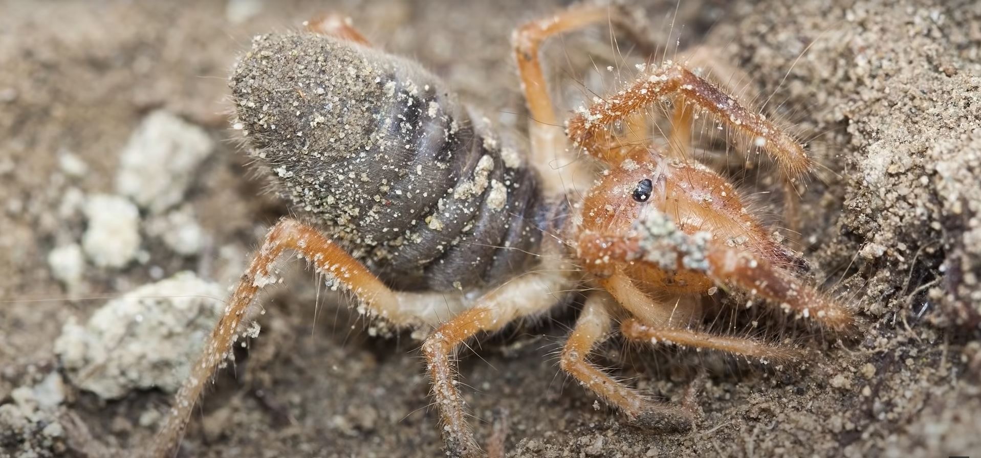 Camel Spider biggest spiders in the world