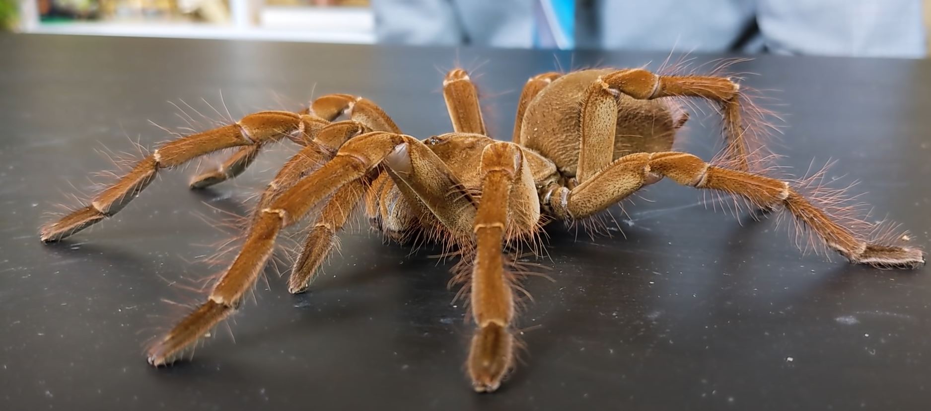 Biggest spider in the world Goliath Birdeater