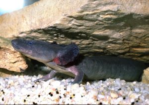 Mudpuppy: What is It & Can You Keep It As a Pet? - Pet Lovers Palace