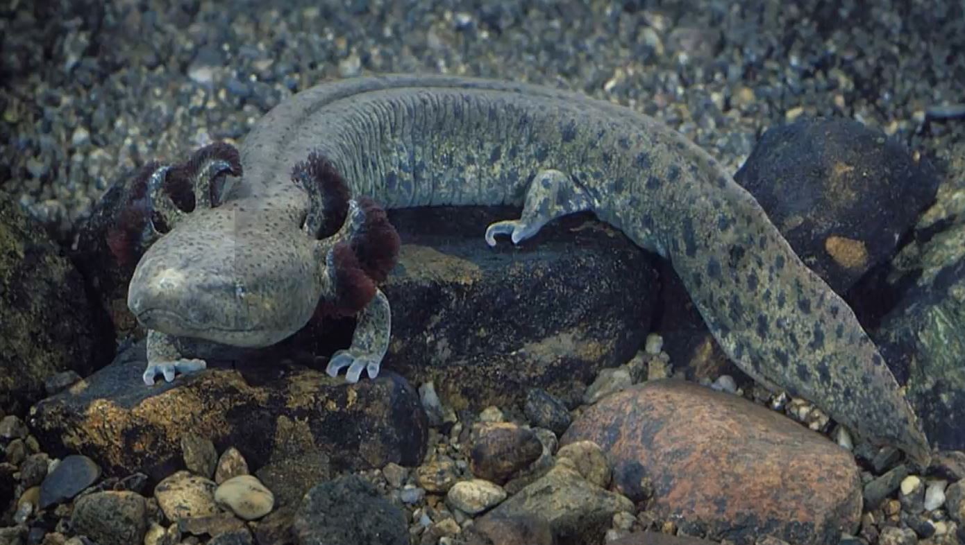 do mudpuppies have teeth