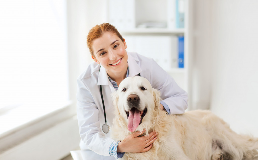 A dog's visit to the veterinarian