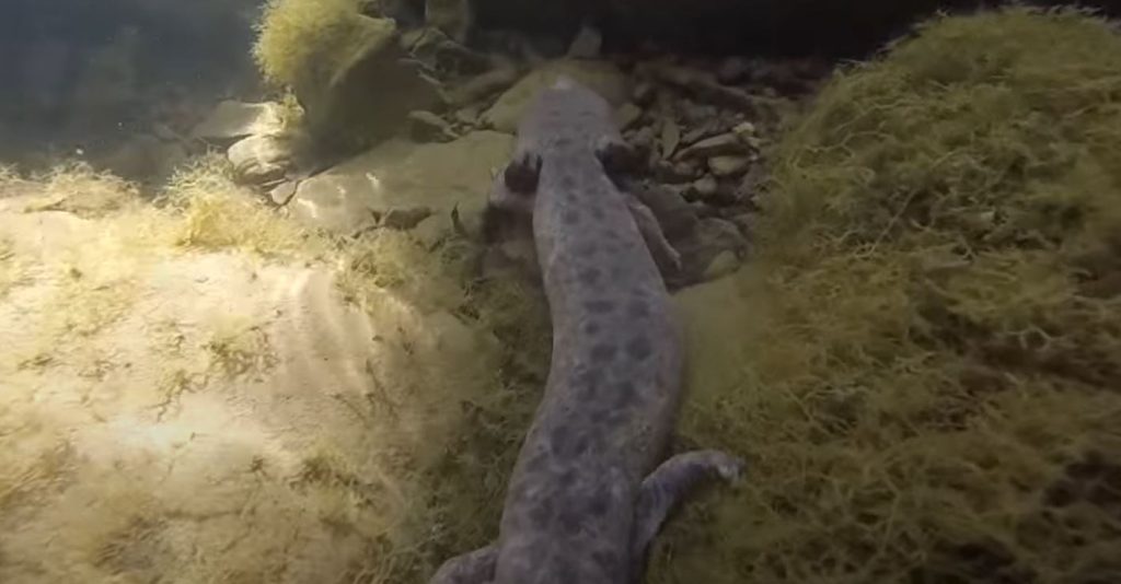 Mudpuppy: What is It &amp; Can You Keep It As a Pet? - Pet Lovers Palace