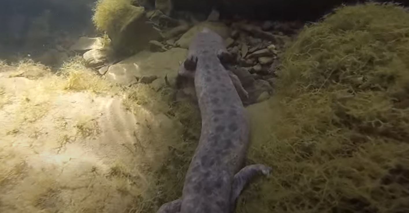 mudpuppy 