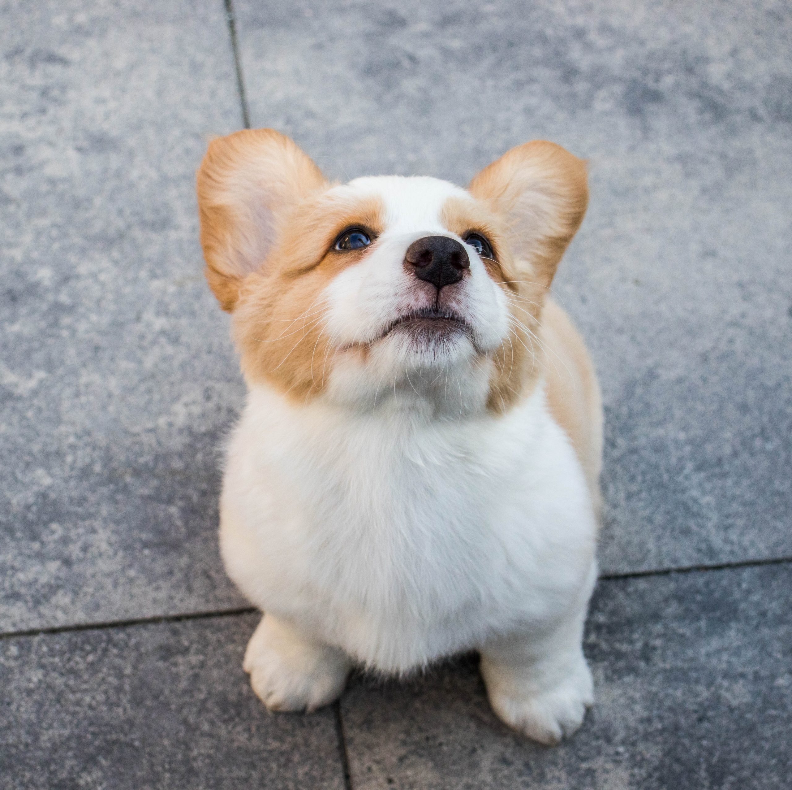 Corgi Puppy Care Guide