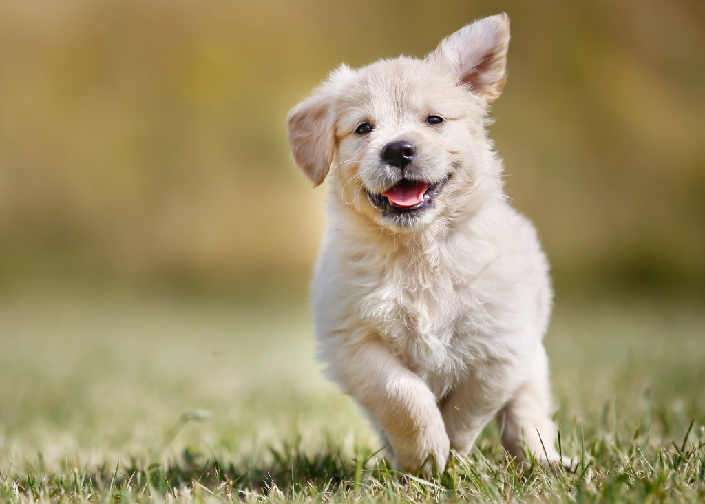 a little pup running outdoors on a grass field