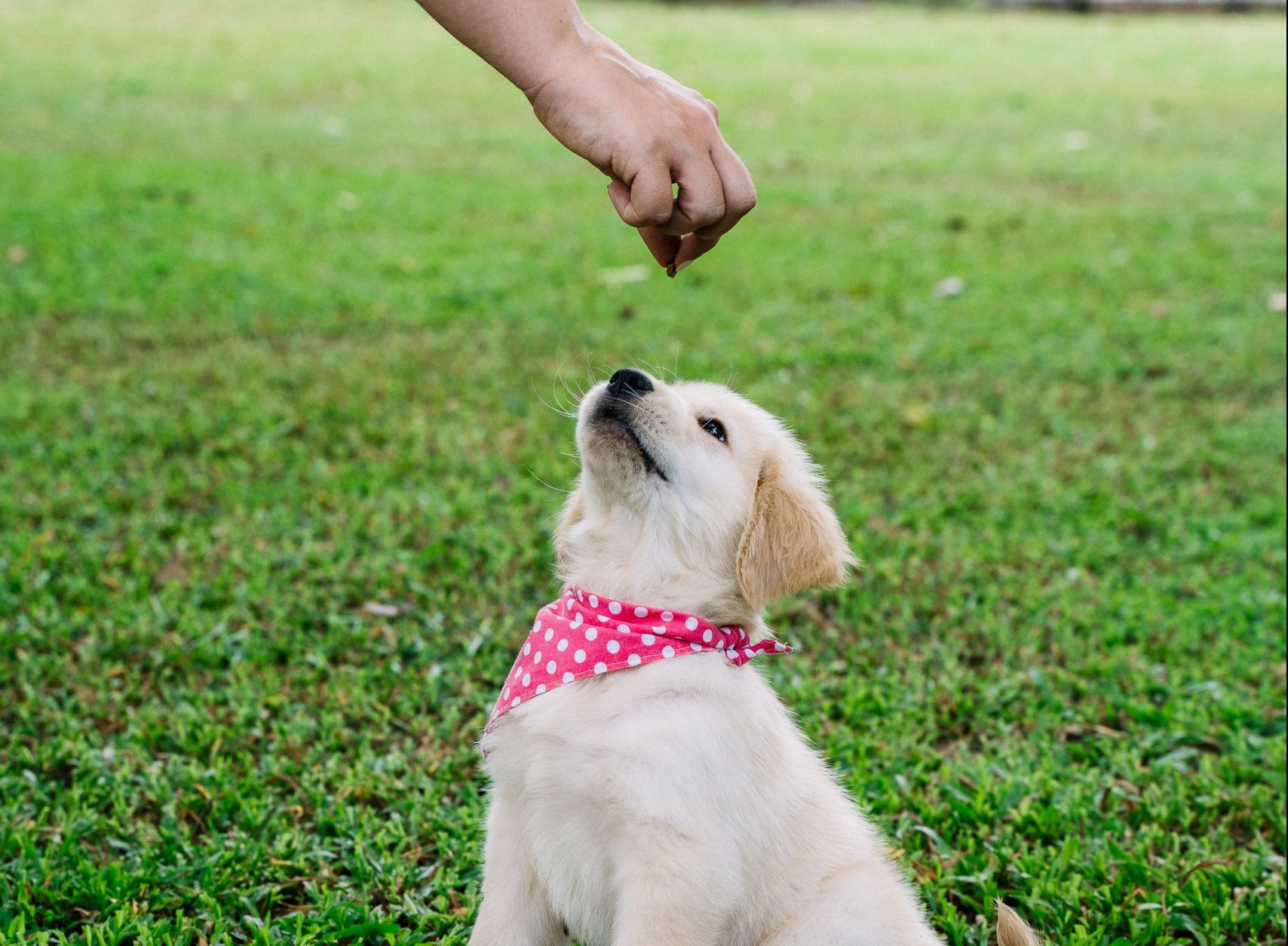 All About the Golden Retriever as Puppies