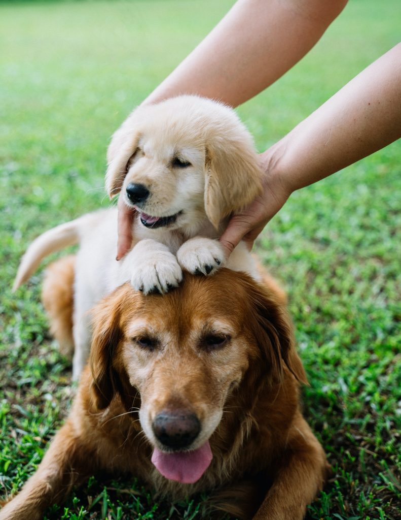 Tips for Picking a Golden Retriever Puppy