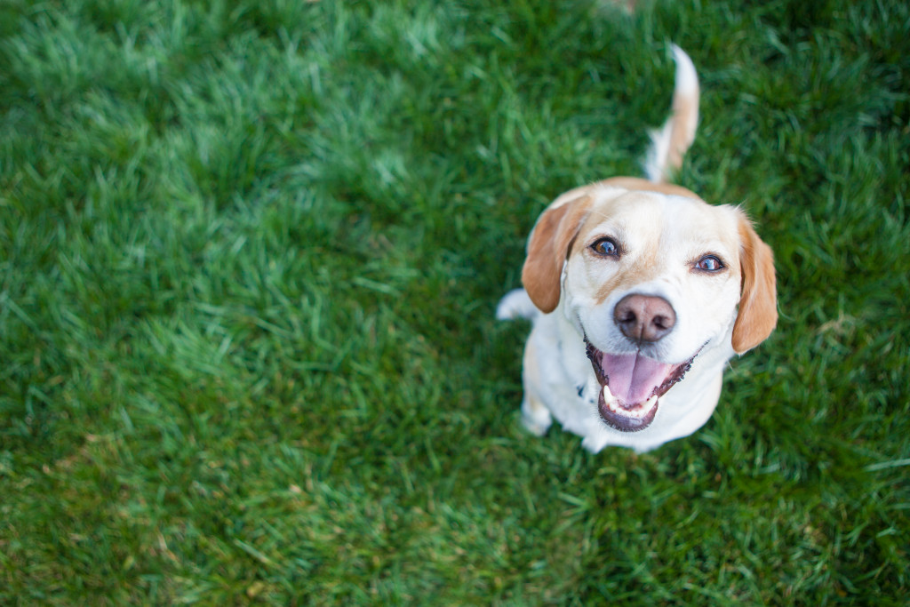 Dog enjoying a grass field