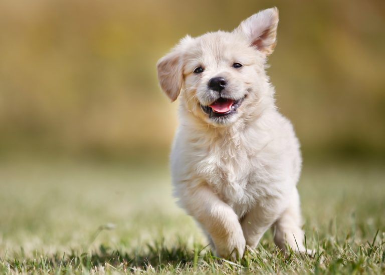a little puppy running a green field