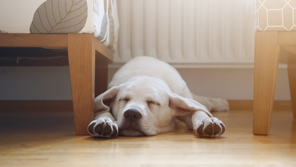 nap time of dog