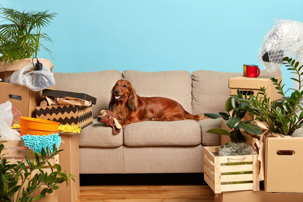 A dog sitting on a sofa surrounded by plants