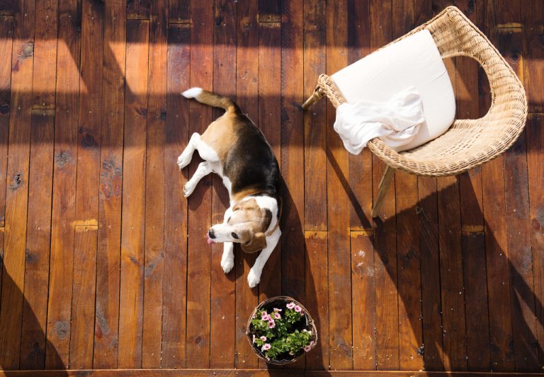 A dog resting on a wooden porch