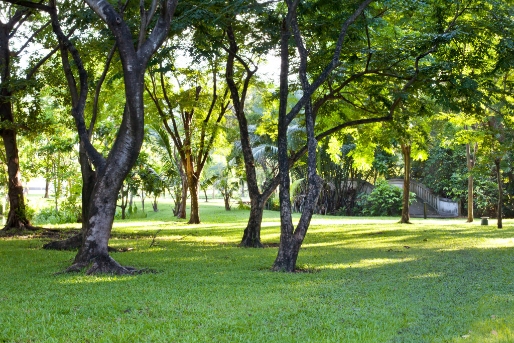 Trees in a backyard