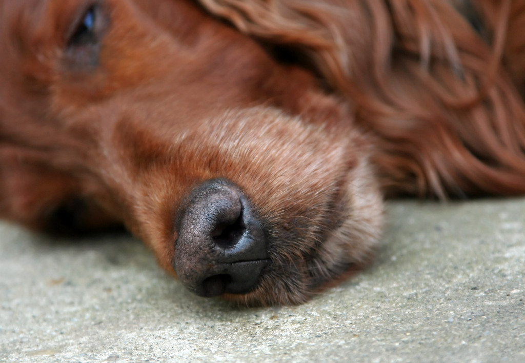 A sad dog lying on the floor