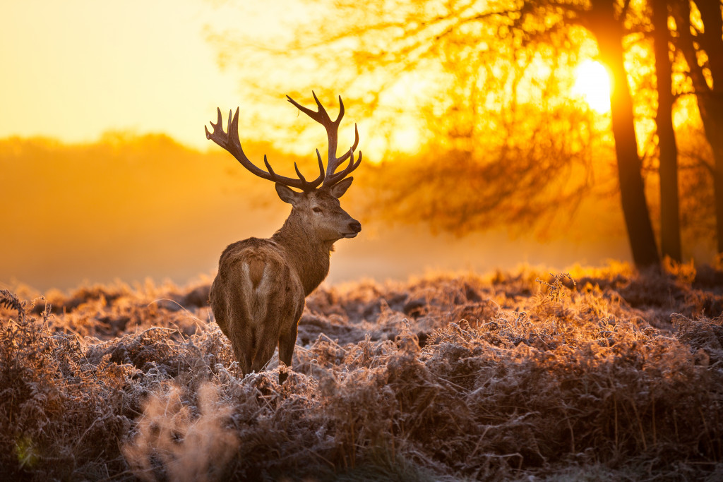 deer with antlers looking back to the camera in the middle of meadow at sunset