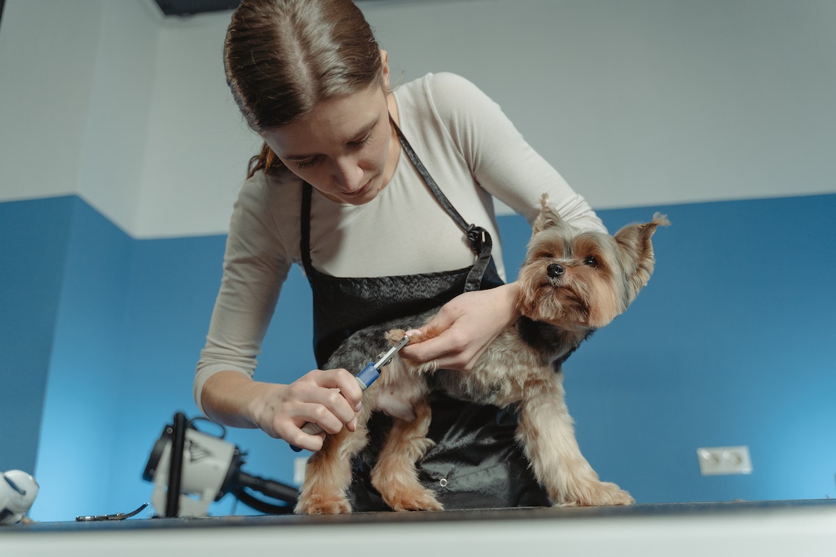 a woman grooming a dog