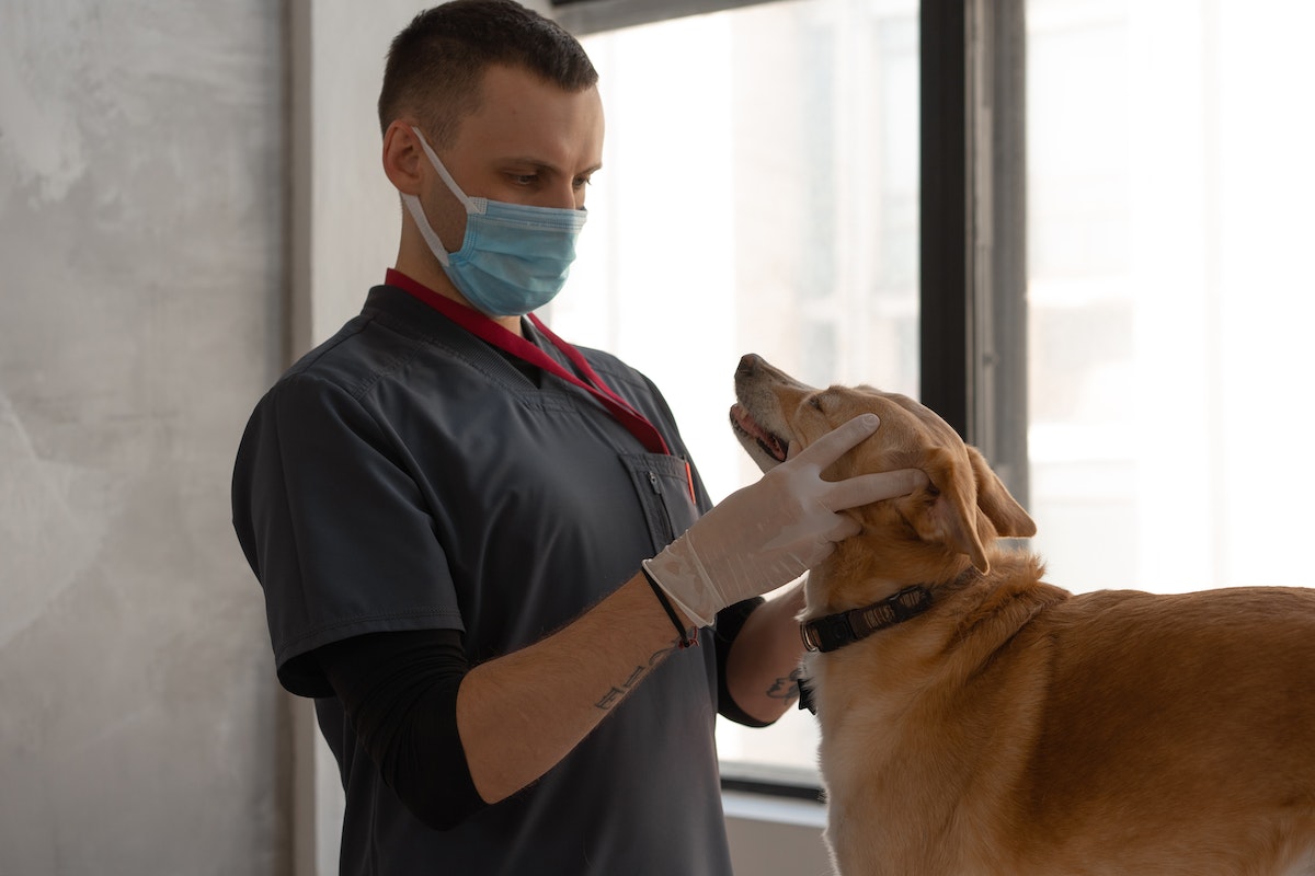  Doctor Checking the Dog