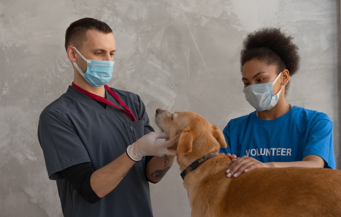 doctors and a dog