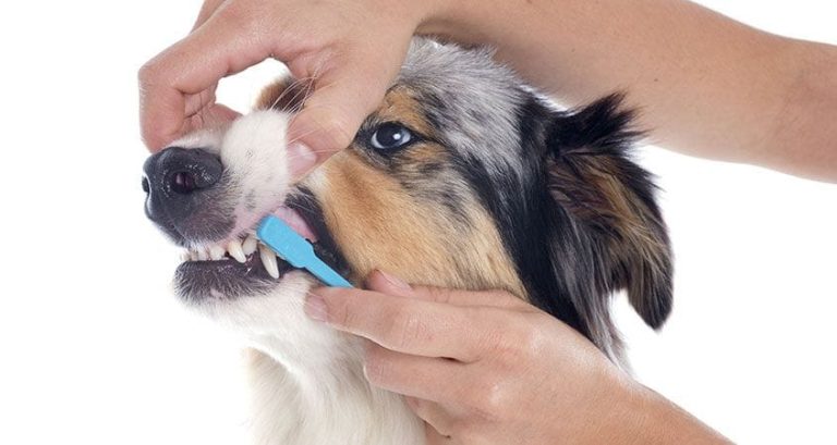 cleaning dog teeth