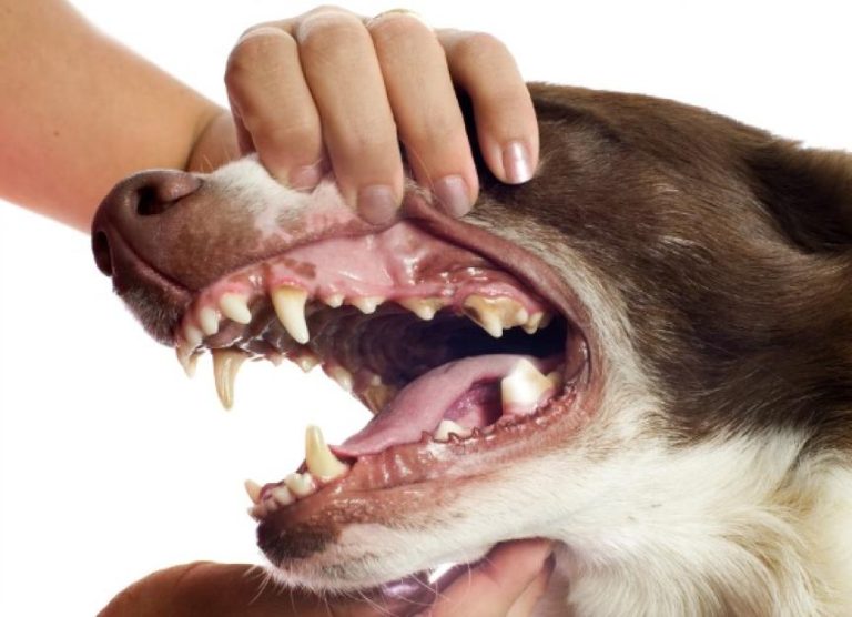 cavities-dogs