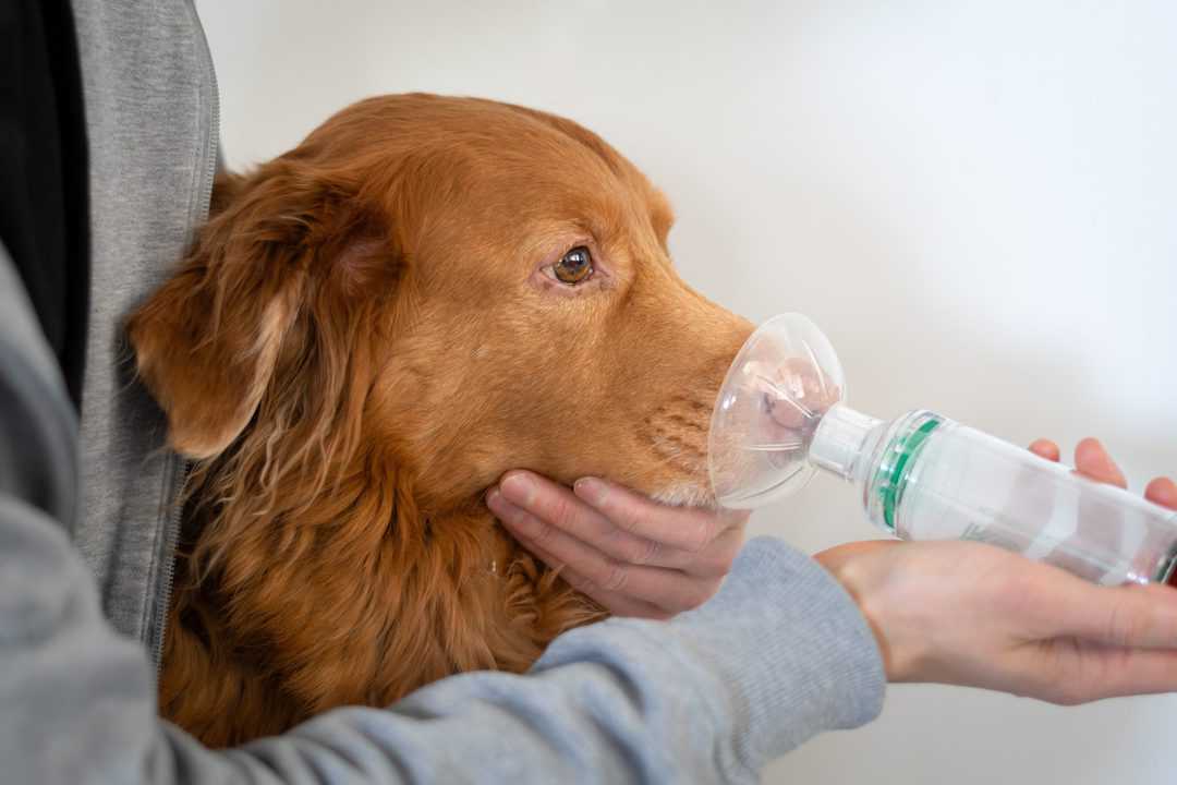 can i give my dog albuterol nebulizer